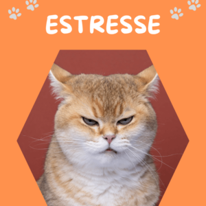 Floral-Pet- ESTRESSE